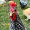 Hamilton Hives & Hens